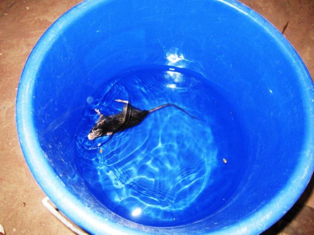 And sometimes you can't bathe because there is a rat in your water bucket!